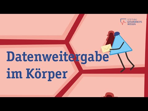 Das Hormonsystem -