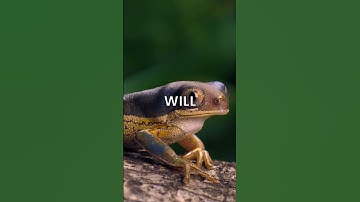 ANIMALS WITH REMARKABLE NAVIGATION SKILLS 🕊️🦋 #shorts