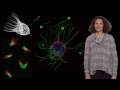 Nicole King (UC Berkeley, HHMI) 1: The origin of animal multicellularity