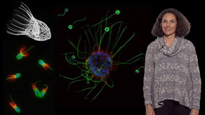 Nicole King (UC Berkeley, HHMI) 1: The origin of a...