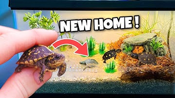 BABY BOX TURTLE GETS A NEW HOME ! DIY !!
