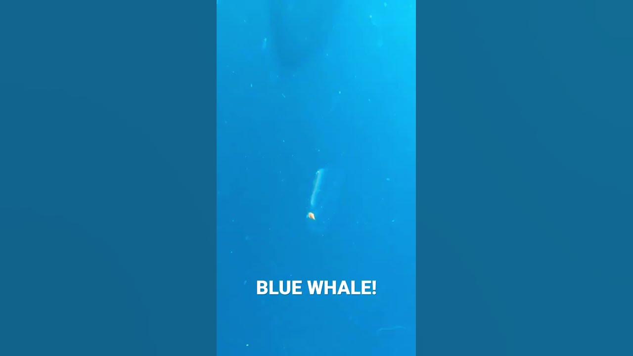 That time we saw a Blue Whale - YouTube