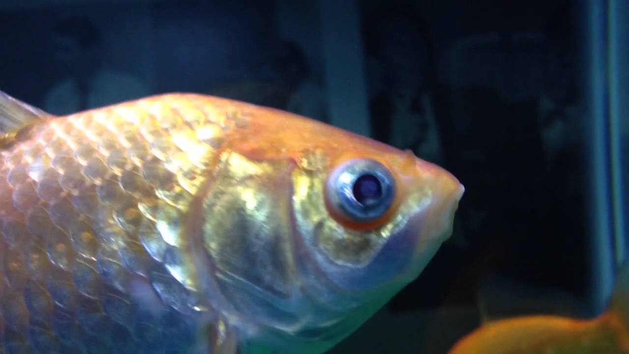 Goldfish Eye Parasite YouTube
