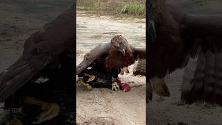 Amazing flexible skill Eagle hunt their prey #eagle #eaglefly #hunting #birds