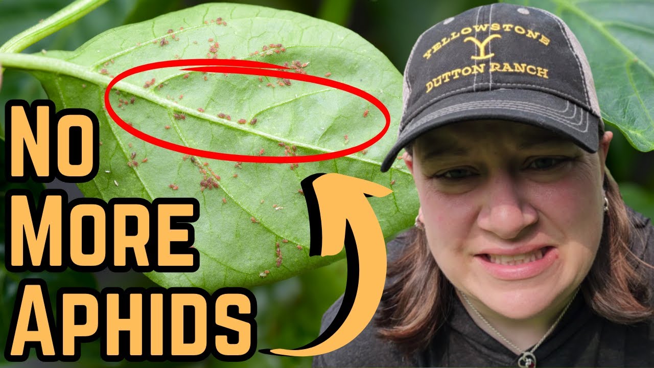how-to-get-rid-of-aphids-on-pepper-plants-aphid-control-in-the-garden