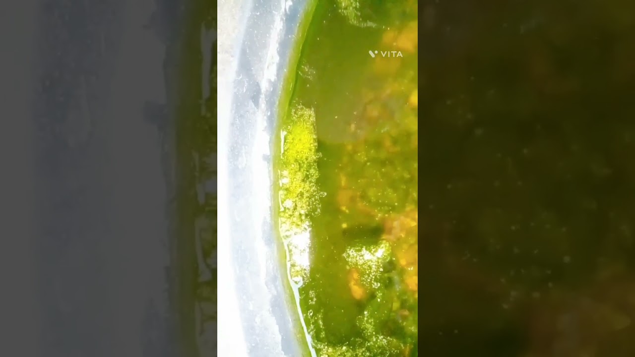 I think my widow tetras layed eggs 🤗🤗 