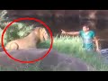6 lion encounters that will give you chills part 5