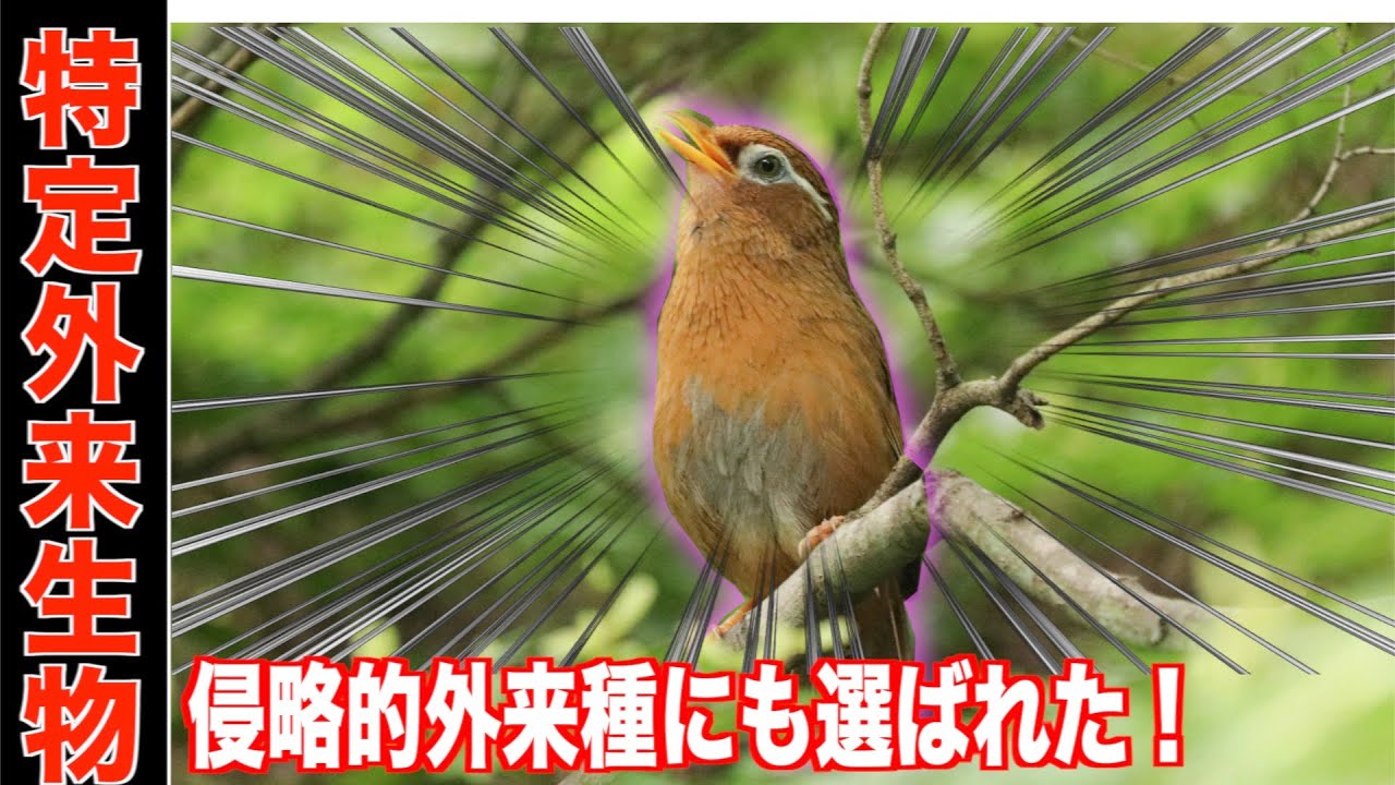 特定外来生物 ガビチョウさん日本の侵略的な害鳥 野鳥撮影 Youtube 特定外来生物 ガビチョウさん日本の侵略的な害鳥 野鳥撮影 Youtube