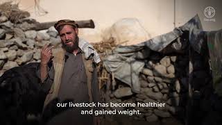 Increased livestock productivity in Kunar, Afghanistan