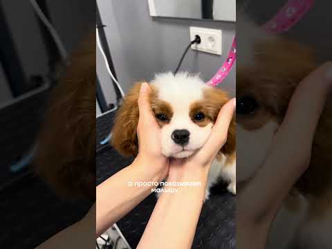 Первый груминг малышки Белль породы кавалер-кинг-чарльз-спаниель