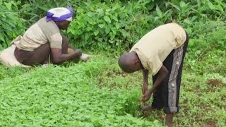 Cameroun, Le maraîchage nourrit les ménages à Yaoundé