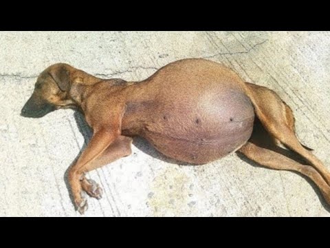 Video: Diese Fotos fangen treue Hunde vom Welpenalter bis zu ihren älteren Jahren ein