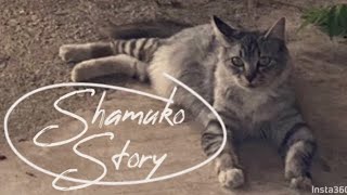 泥水を飲み生ゴミを食べて生活していた妊娠中の野良猫シャム子感動物語孤独から、、、、#cat #保護猫 #ねこ #元野良猫 #kitten #こねこ