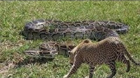Leopard Vs Giant Python Fight | Amazing Moment Caugh On Camera