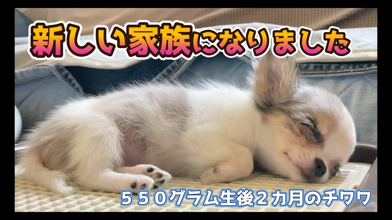 猿犬goちゃん　2体 楽天市場】【マラソン限定 500円クーポン+P5倍】ペット ゲート