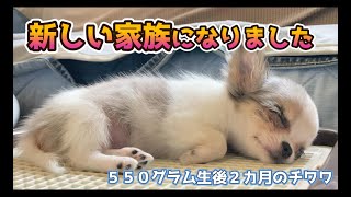 Wags mama　松虫草葉　大　小その他　全4点 Puppy adoption] 58-day-old tiny Chihuahua girl / White