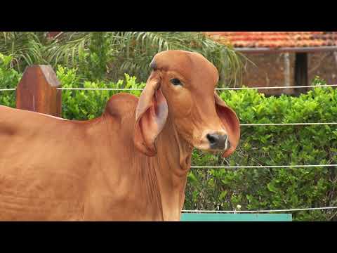 LOTE 22 • 9º LEILÃO PRIME GIR LEITEIRO E GIROLANDO • APIG 371