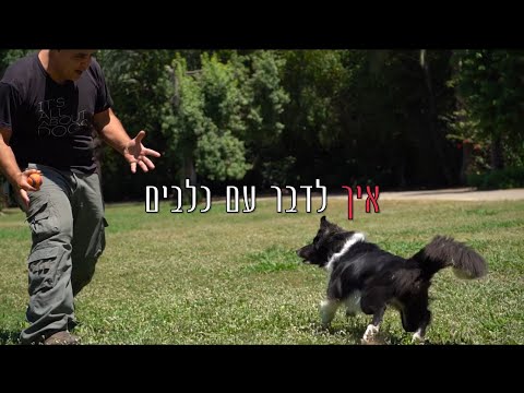 וִידֵאוֹ: איך כלבים מנסים לתקשר?