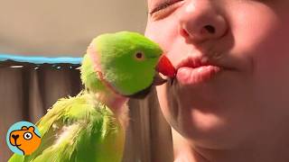 Mysterious Parrot Starts Talking Like His Grandma From the Past | 5 Best Stories
