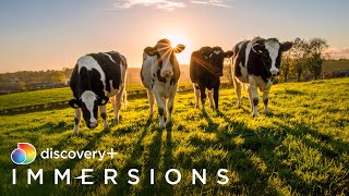 Morning at the Dairy Farm (Slow TV) | discovery+ Immersions