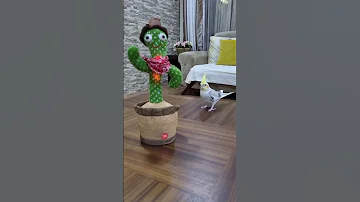 طائر الكوكتيل الكروان مع شجرة الصبار الراقصة Cocktail Bird Subscribe 