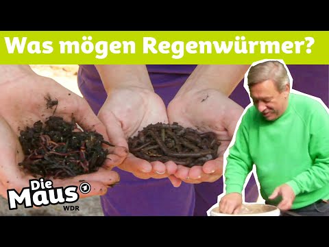 Was unterscheidet Kompostwürmer und Regenwürmer? | DieMaus | WDR