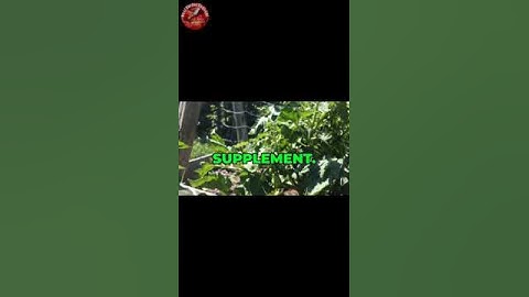 Avoid Blossom End Rot with This Simple Calcium Tip! #shorts #gardeningtips