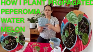 HOW I PLANT PROPAGATED PEPEROMIA WATERMELON || FROM WATER TO SOIL