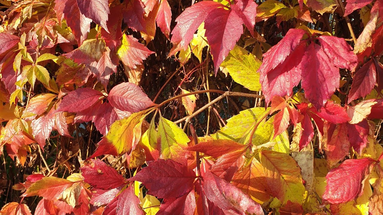 Багрянец деревенских заборов. - YouTube