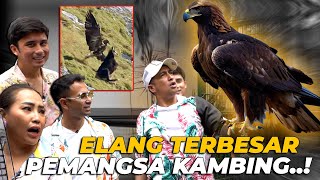 GOLDEN EAGLE ALSHAD AHMAD UDAH SEBERAT INI..!! GAKUAT NAHANNYA..!