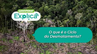 Como acontece o Ciclo do Desmatamento na Amazônia? - Greenpeace Explica