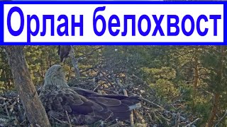 ОРЛАН - БЕЛОХВОСТ / папа всегда на чеку (видео №1) ОРЛАН - БЕЛОХВОСТ / папа всегда на чеку (видео №1)