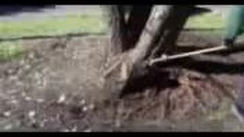 Girdling Roots Are Choking This Maple Tree