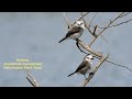 FREIRINHA jovens livre na natureza (ARUNDINICOLA LEUCOCEPHALA) WHITE-HEADED MARSH TYRANT, Flycatcher