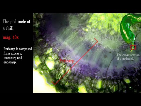 Video: Forskjellen Mellom Pedicel Og Peduncle