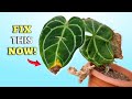 Anthurium Plant Care: How to Fix Brown Tips and Common Problems