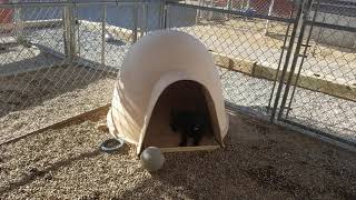 Dutch Shepherd Runt Of The Litter