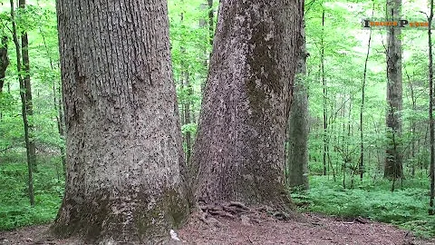 Travel Bites: Joyce Kilmer Memorial Forest