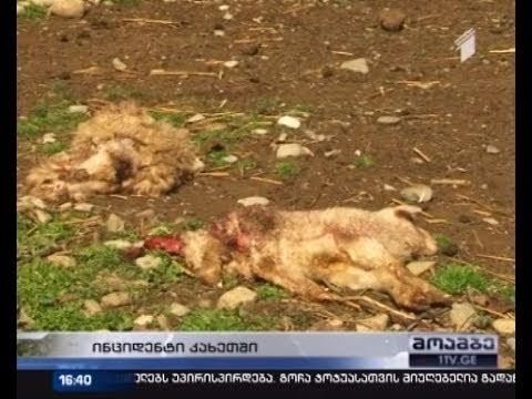 მგლების შემოსევა გურჯაანის რაიონის სოფელ ჭანდარში