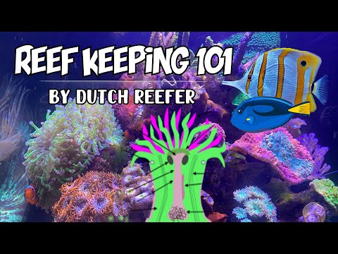 Reef Keeping 101