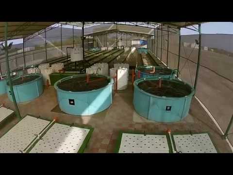 viridis aquaponics design - aquaponic