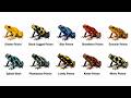 Deadliest Frogs You Should Never Touch