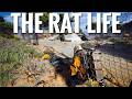 My Rise as the Biggest Rat in ARC Raiders 🐀