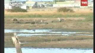 tvn-chileconectado.flv