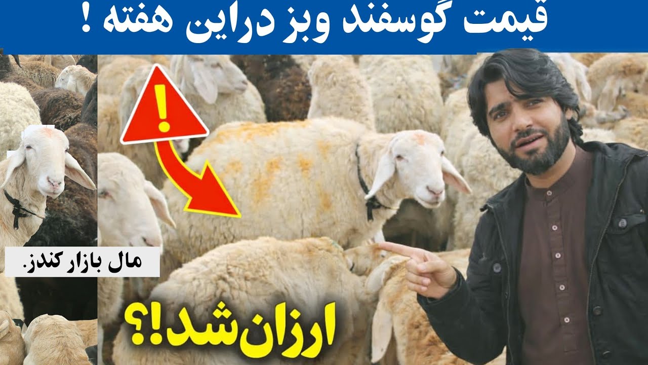 سقوط قیمت گوسفند در کندز! | گزارش فوری مال‌بازار این هفته