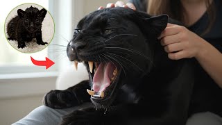 Man Found a Newborn Black Panther Cub in the Storm  What Happened Next screenshot 1