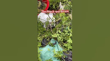 Thu hoạch quả Bồ kết | #hoptacxathaoduocducquan #nguyenthaiduongboket #câygiốngbồkết #muacaygiong