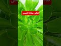 صلاة الضحى فضل واهمية صلاة الضحى فتاوى ومواعظ الشيخ بدر المشاري ترند اكسبلور صلاة الضحى فضل واهمية صلاة الضحى فتاوى ومواعظ الشيخ بدر المشاري ترند اكسبلور