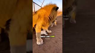 Jangan Skip! Bukti Nyata Kalau Singa Punya Hati Malaikat (Tonton Sampai Detik Akhir) #kucing