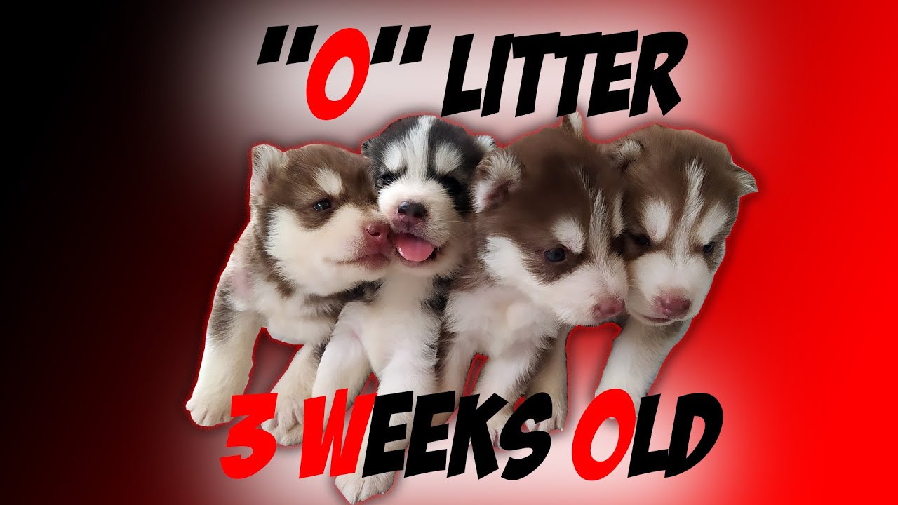 "O" LITTER: 3 WEEKS OLD (SIBERIAN HUSKY) 